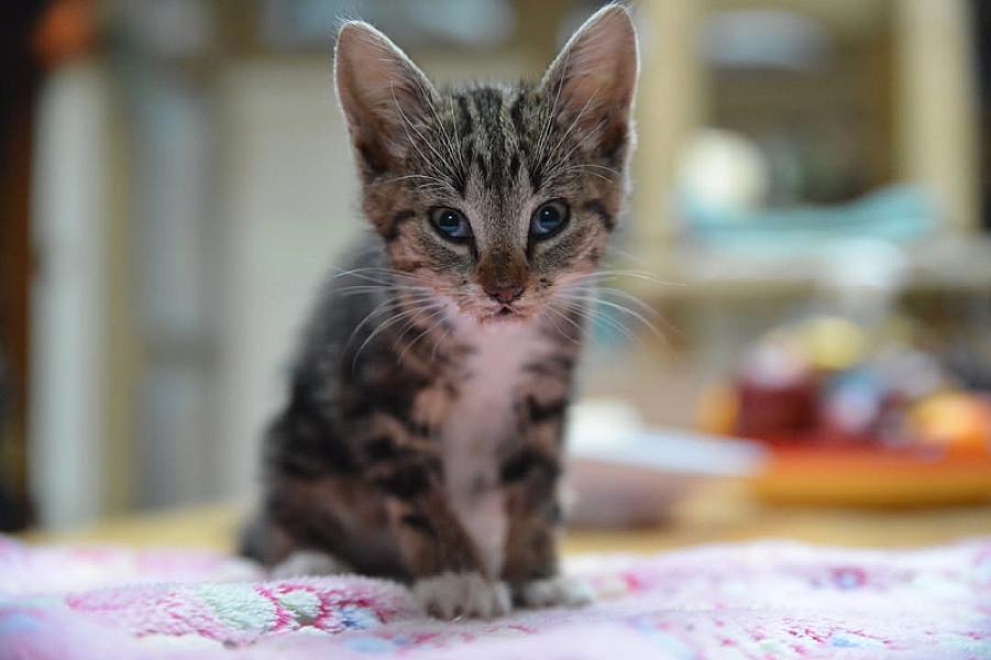 Kattenpraat