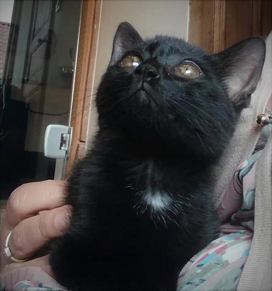 Kattenpraat