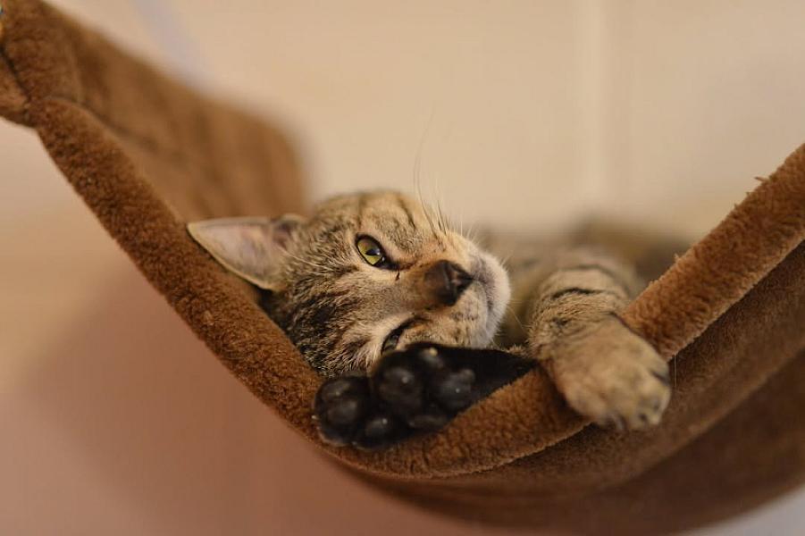 Kattenpraat
