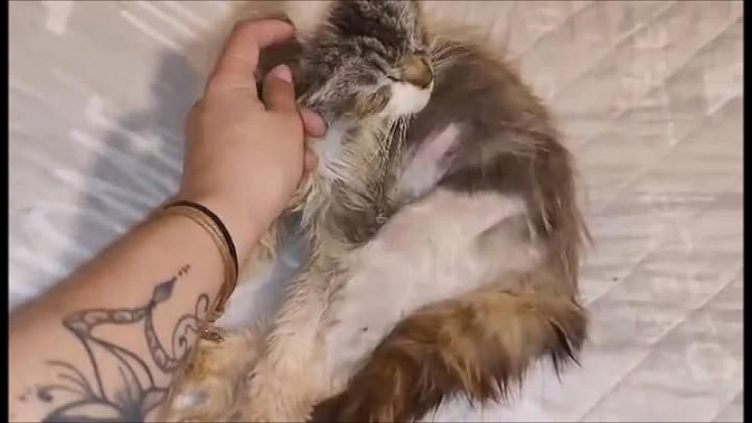 Kattenpraat