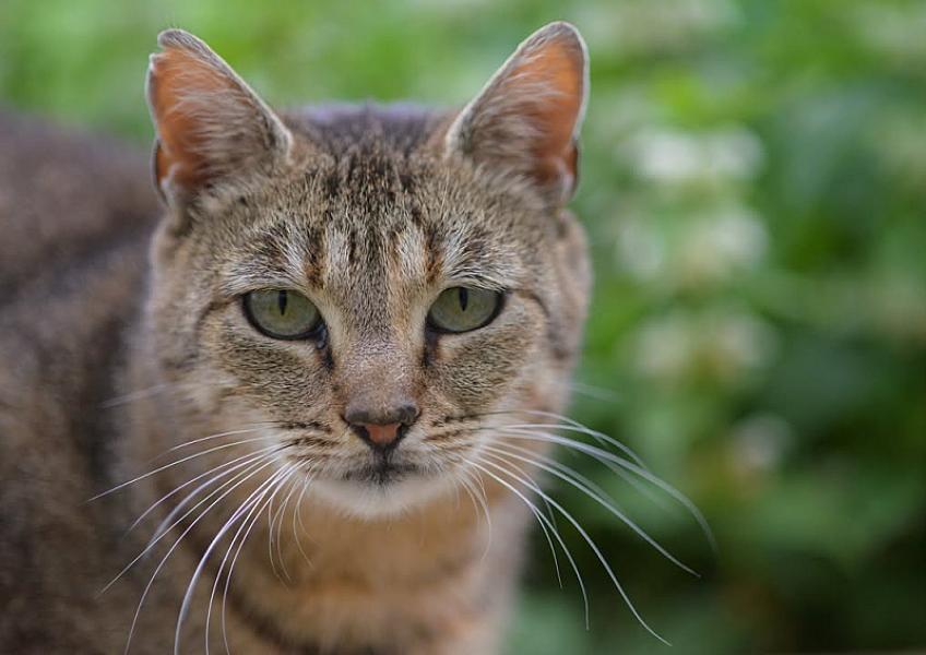 Kattenpraat