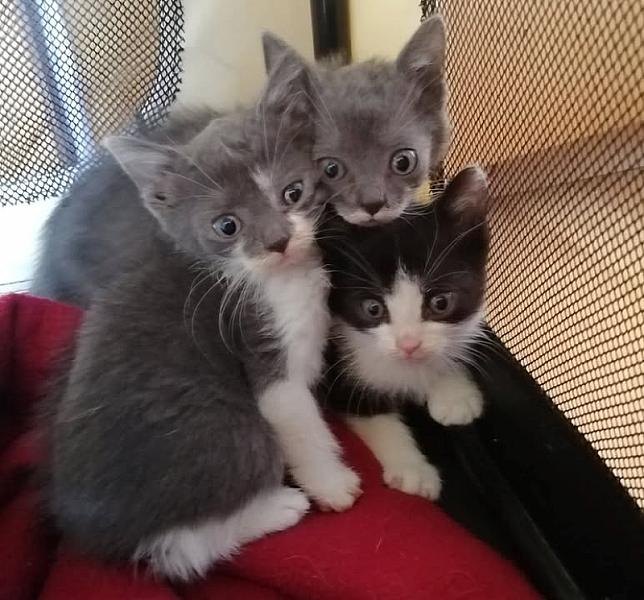 Kattenpraat