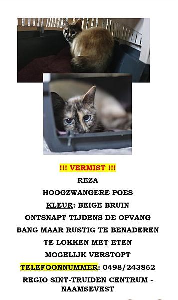 Kattenpraat