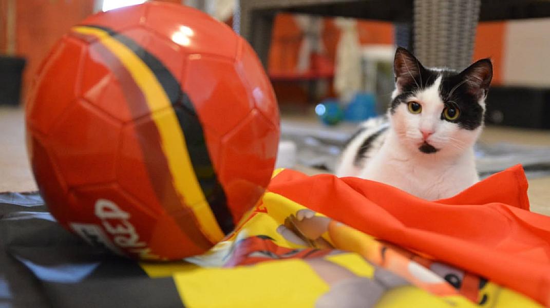 Kattenpraat