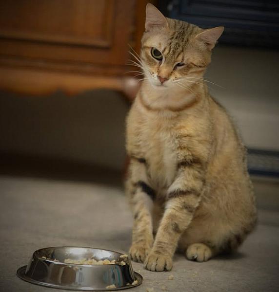 Kattenpraat