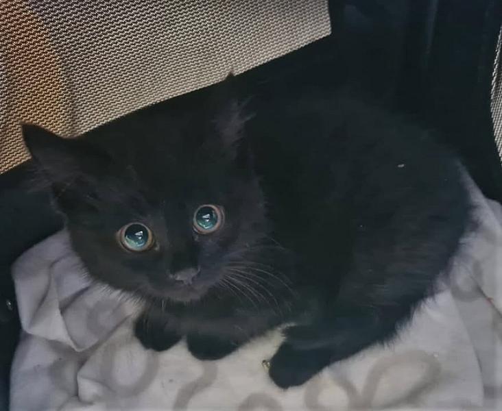 Kattenpraat