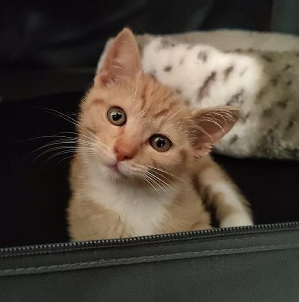 Kattenpraat