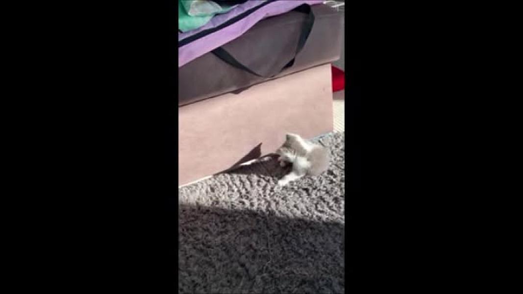 Kattenpraat