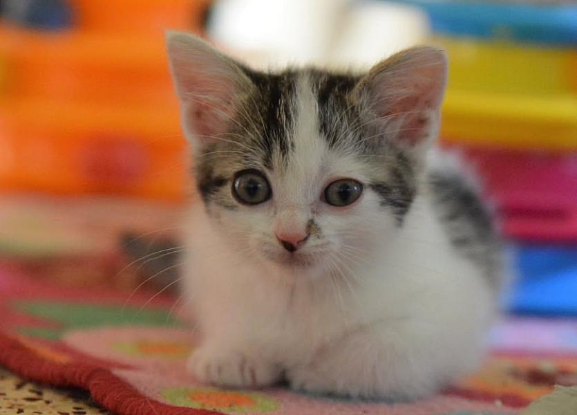 Kattenpraat