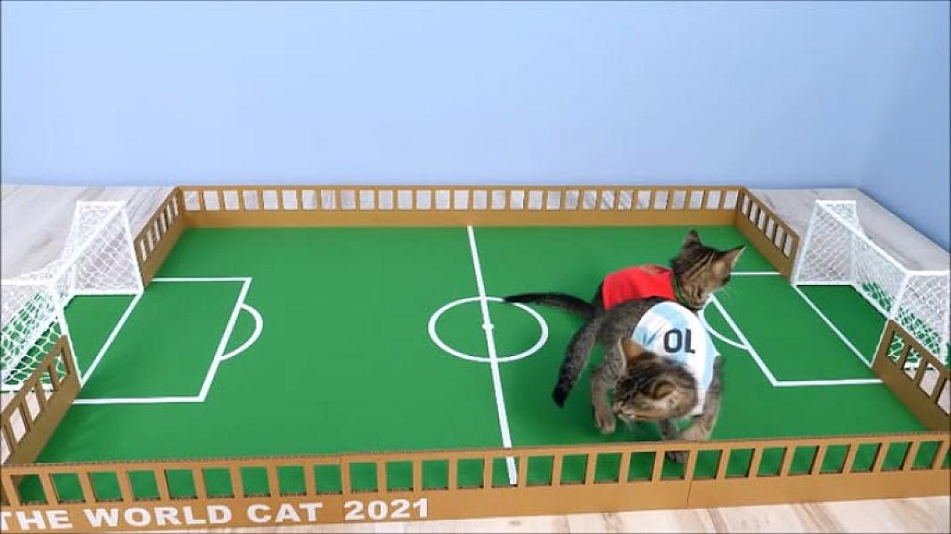 Kattenpraat