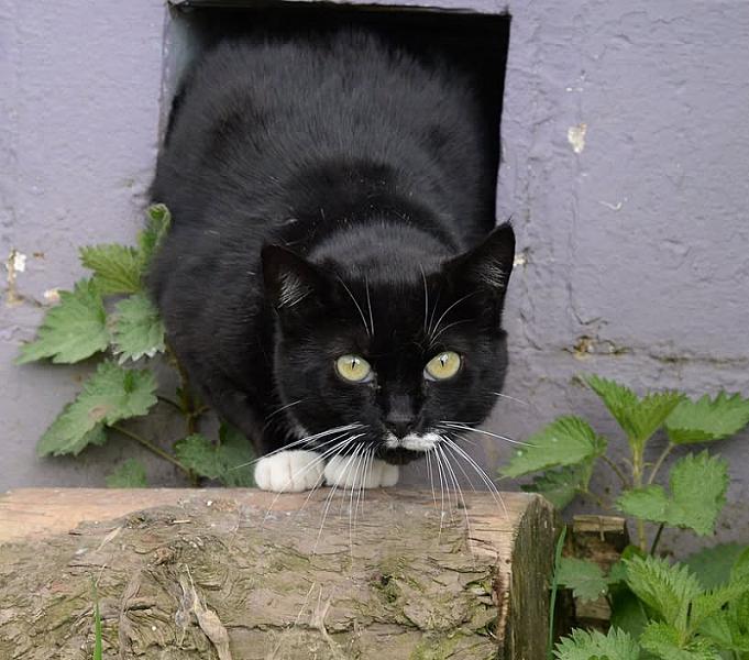 Kattenpraat