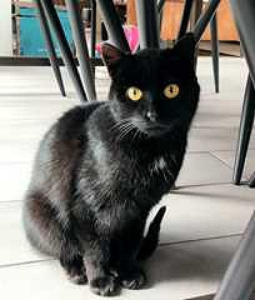 Kattenpraat
