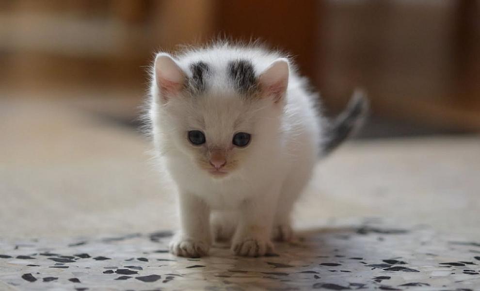 Kattenpraat