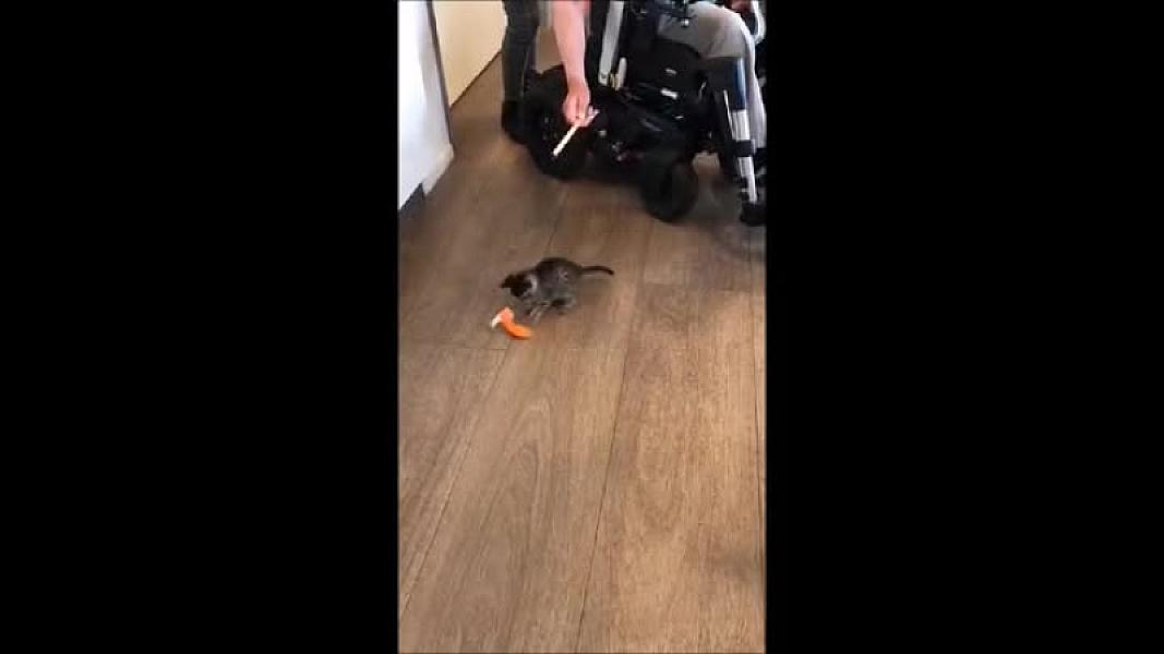 Kattenpraat