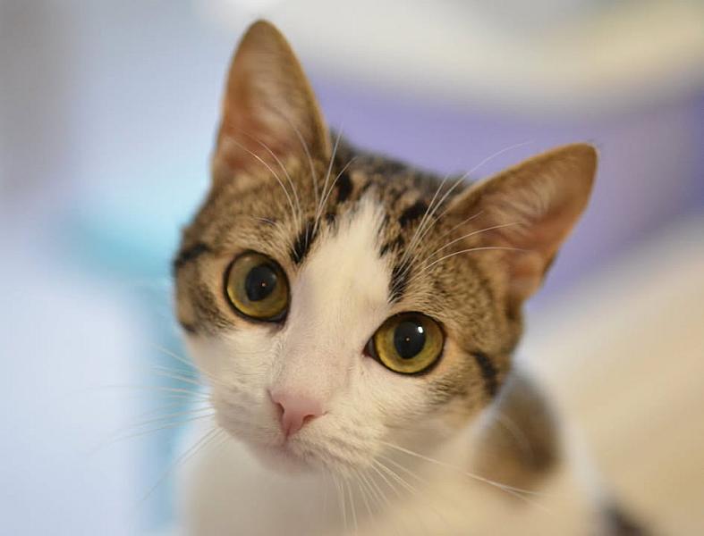 Kattenpraat