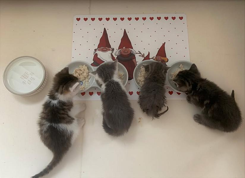 Kattenpraat