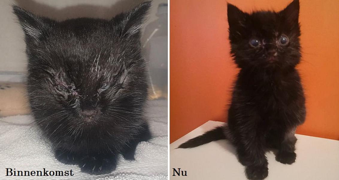 Kattenpraat