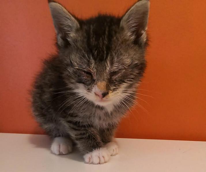 Kattenpraat