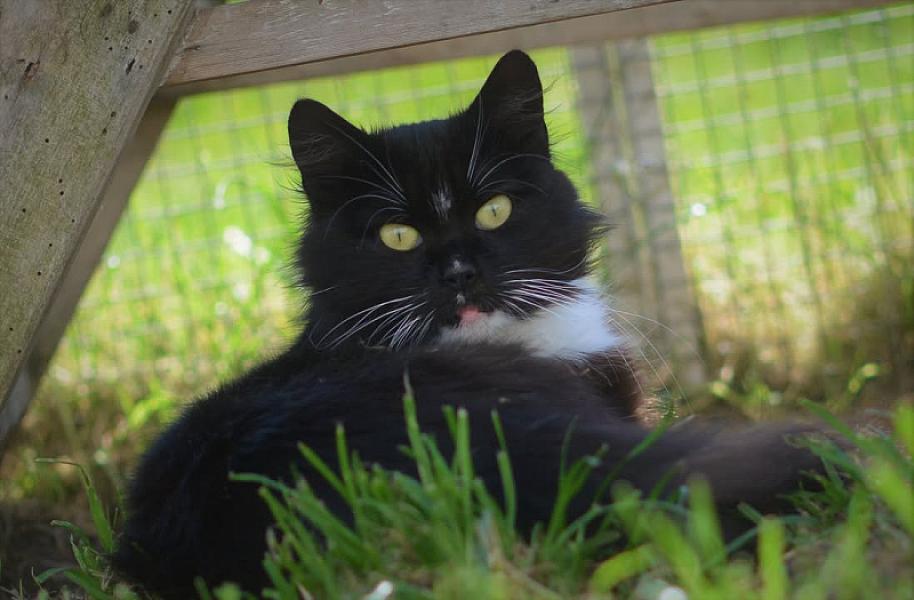 Kattenpraat