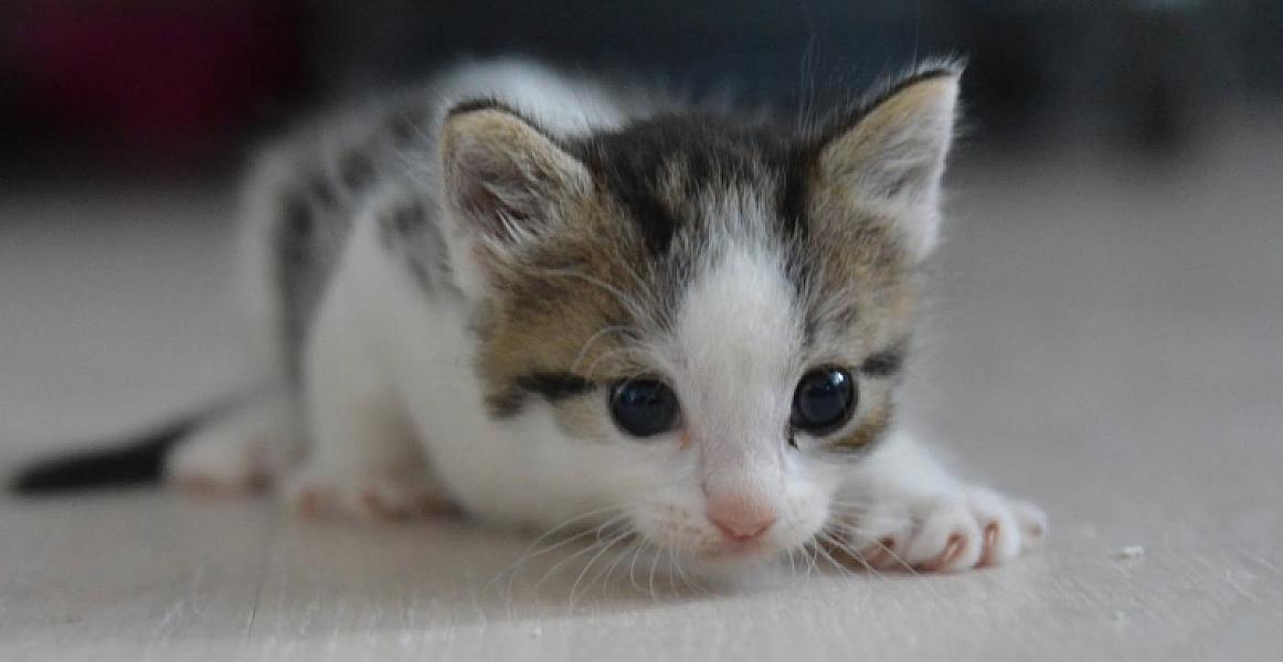 Kattenpraat