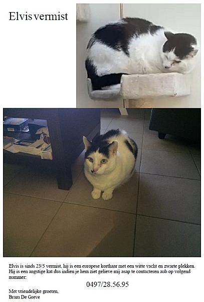 Kattenpraat