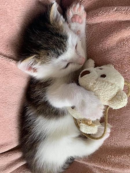 Kattenpraat