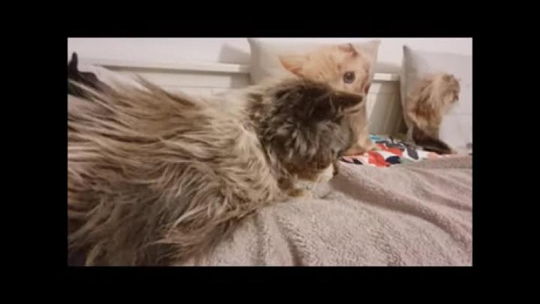 Kattenpraat