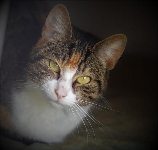 Kattenpraat