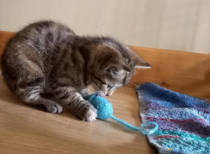 Kattenpraat