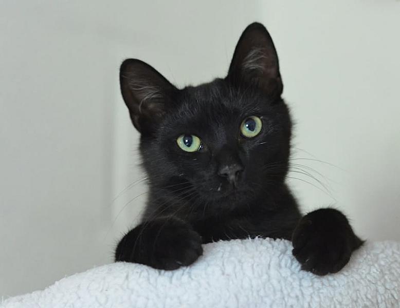 Kattenpraat
