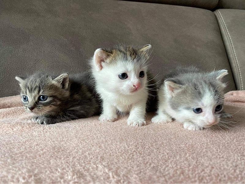 Kattenpraat