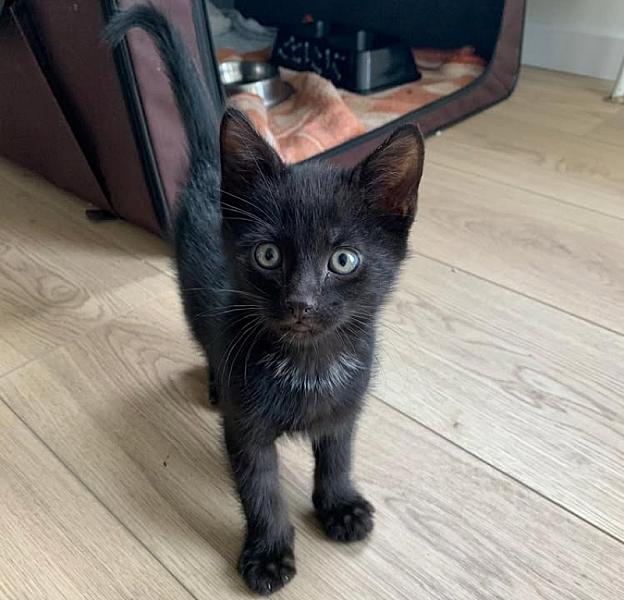 Kattenpraat