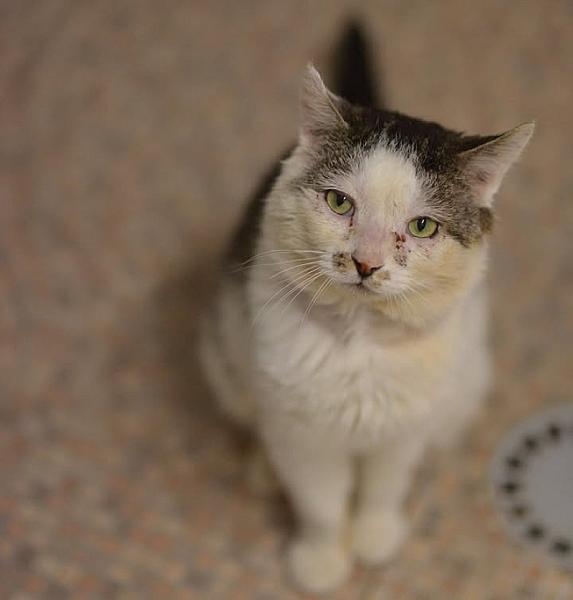 Kattenpraat