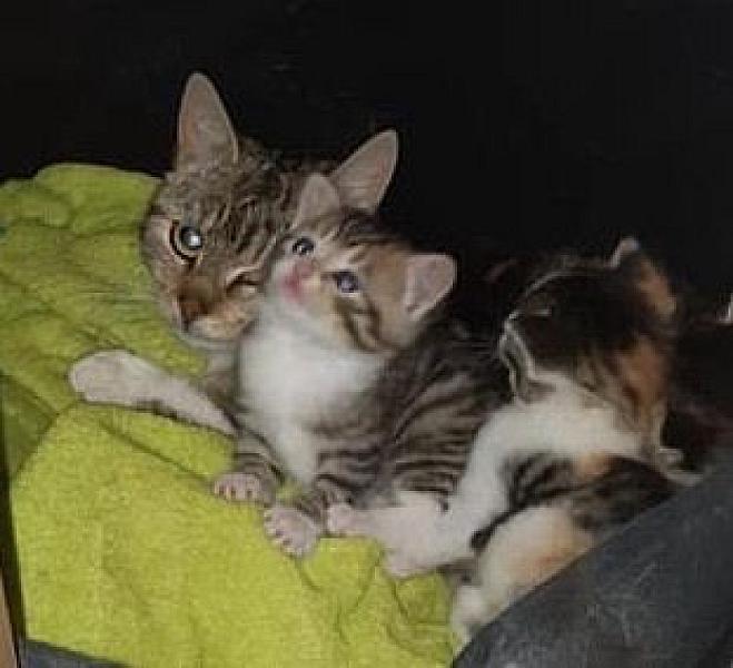 Kattenpraat
