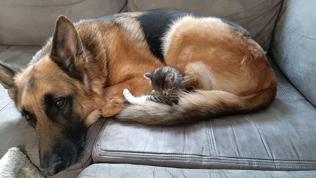 Kattenpraat