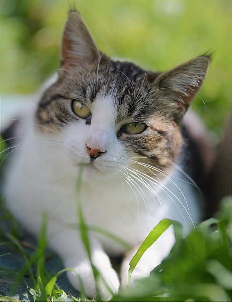 Kattenpraat