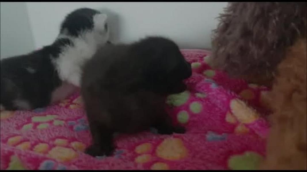 Kattenpraat