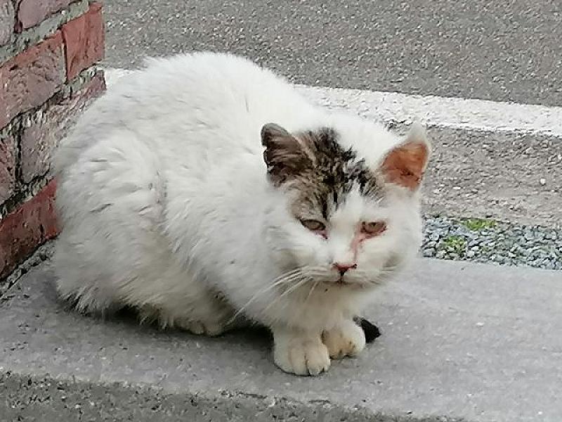 Kattenpraat
