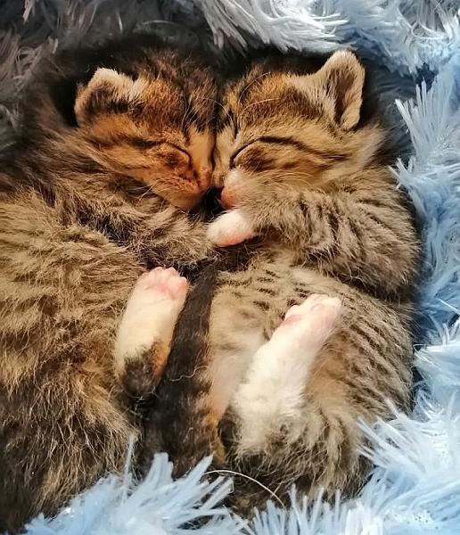 Kattenpraat