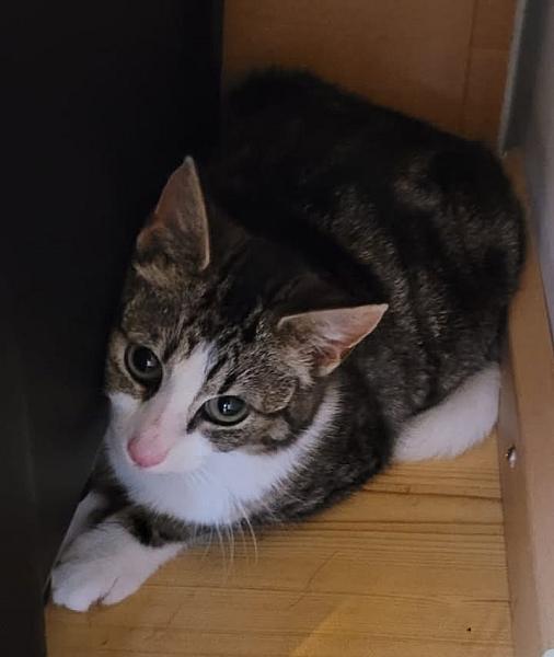 Kattenpraat