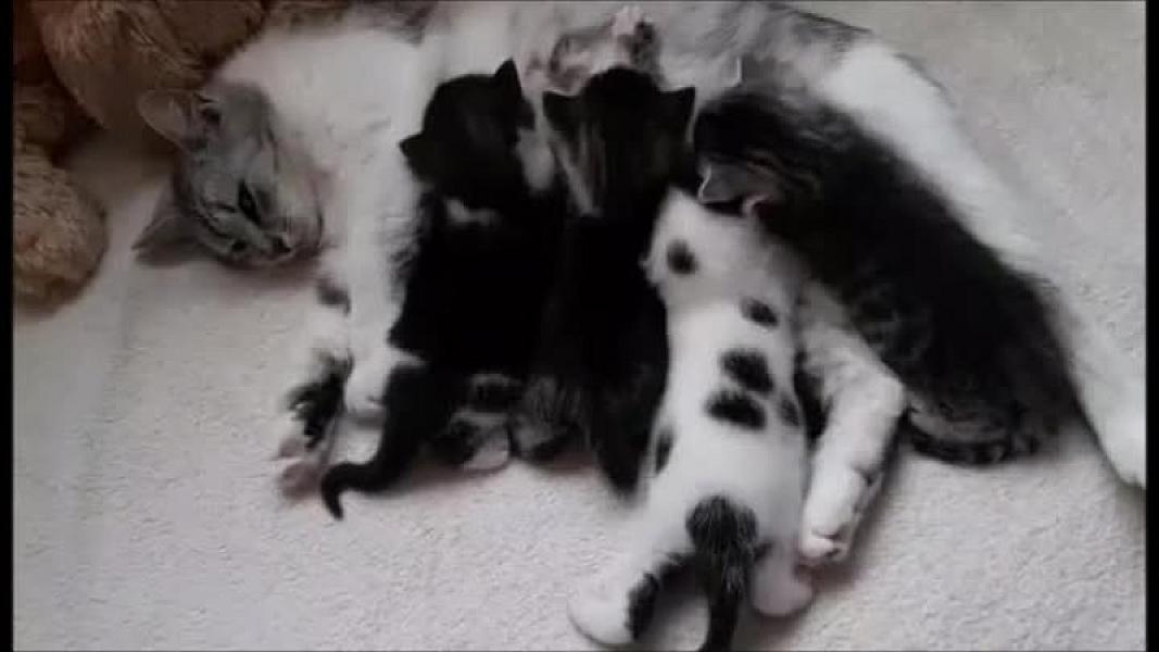Kattenpraat