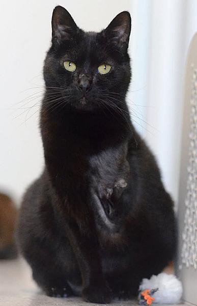 Kattenpraat
