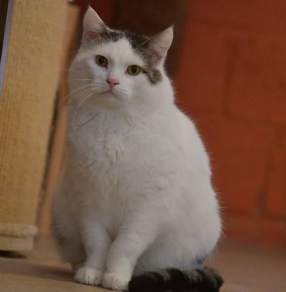Kattenpraat