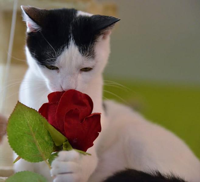 Kattenpraat