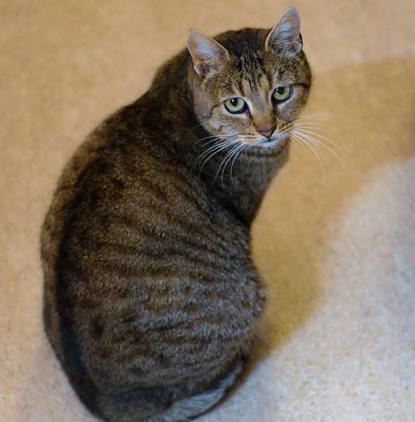 Kattenpraat
