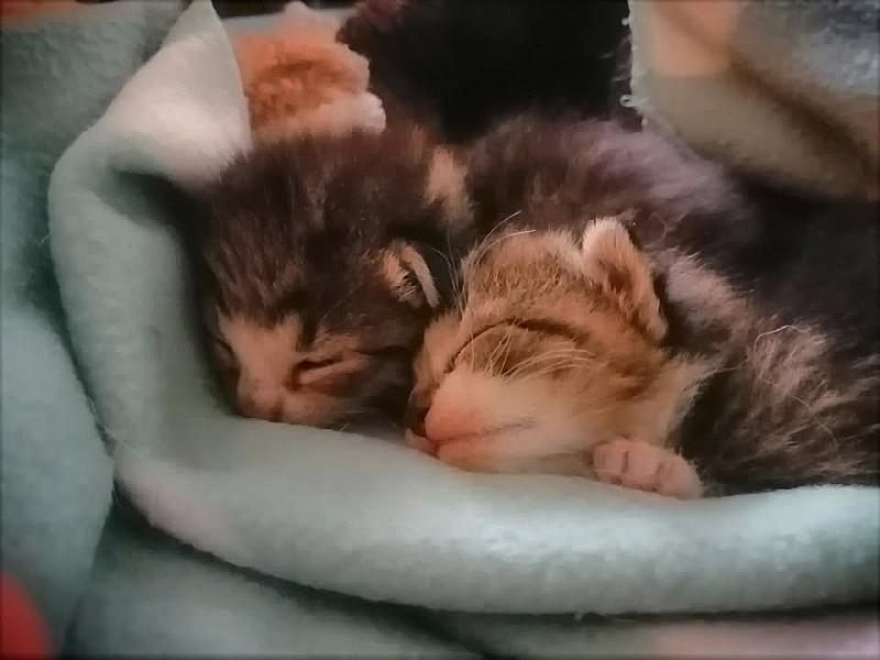 Kattenpraat