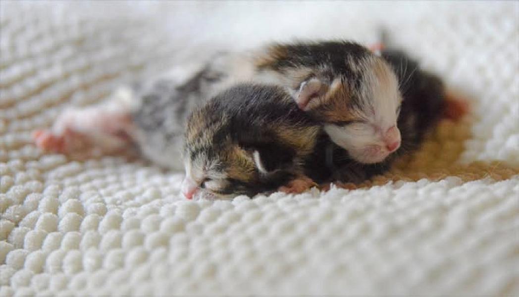 Kattenpraat