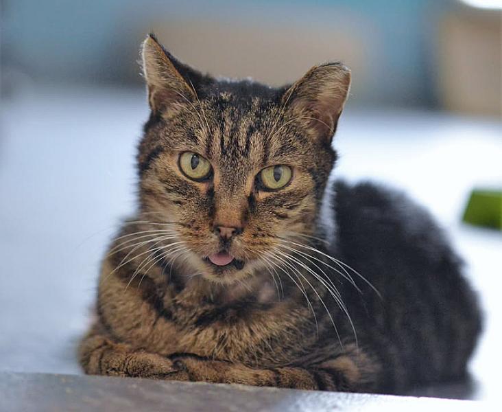 Kattenpraat