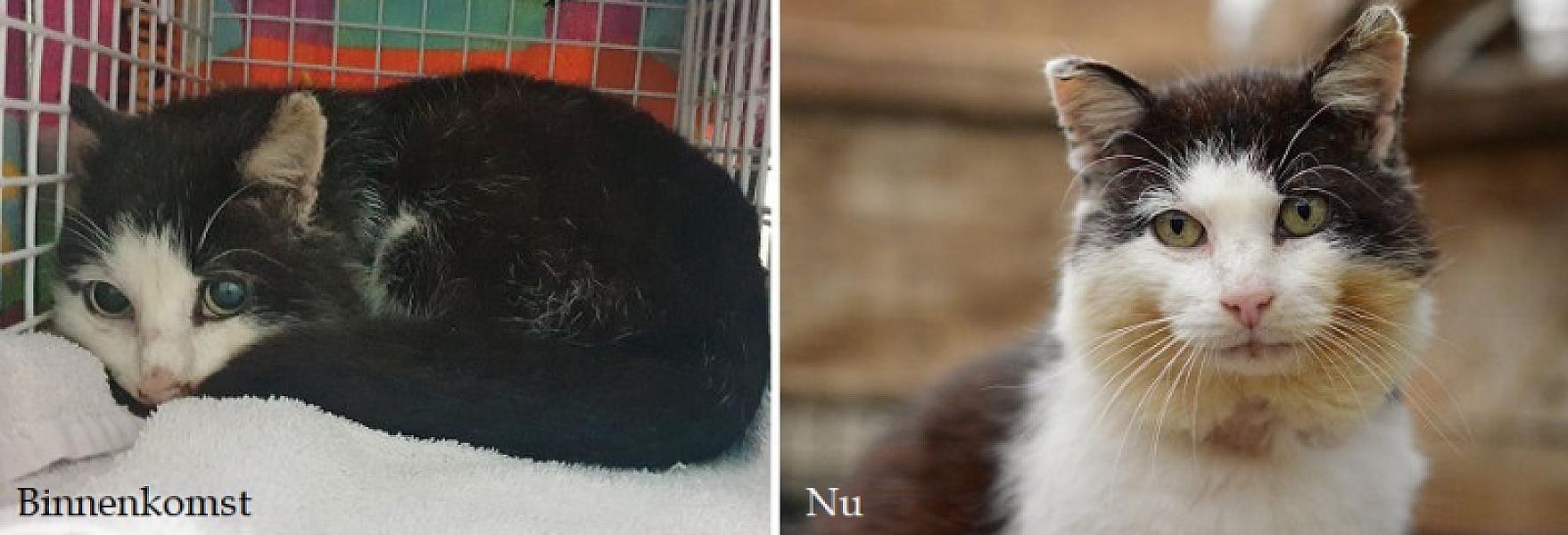 Kattenpraat