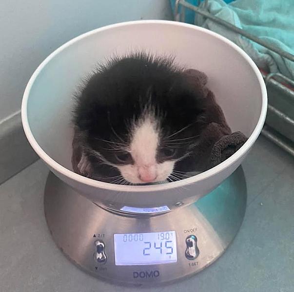 Kattenpraat
